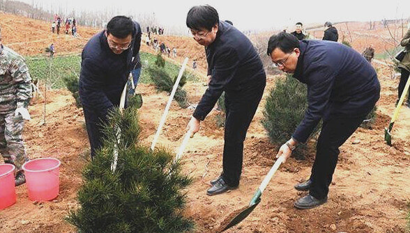 省市領(lǐng)導(dǎo)栽植白皮松