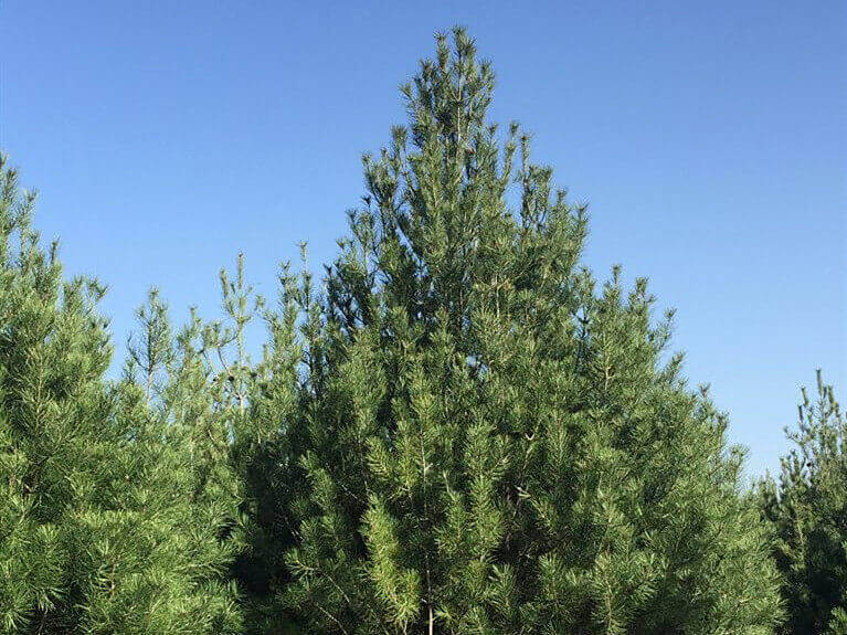 藍田白皮松