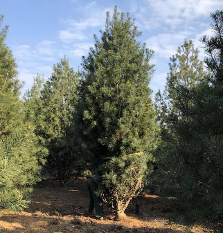 白皮松價格一路狂跌，是砍還是留？