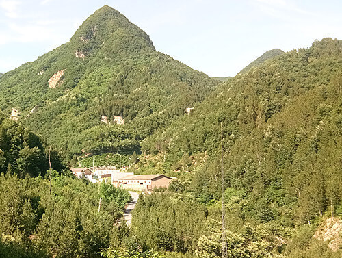 藍田白皮松的發(fā)展歷程