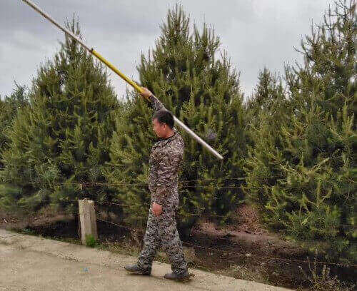 藍田3米白皮松的目前行情和價格