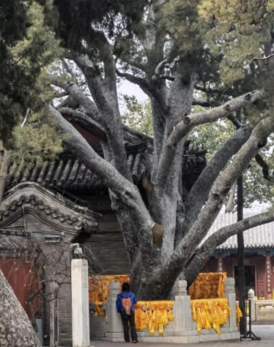 我國都有哪些有名的白皮松古樹？