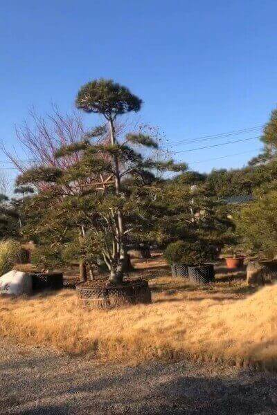 白皮松造型樹(shù)