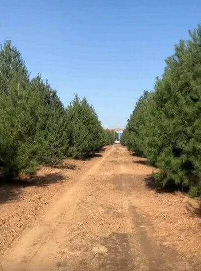 白皮松在園林綠化中有什么重要的作用？